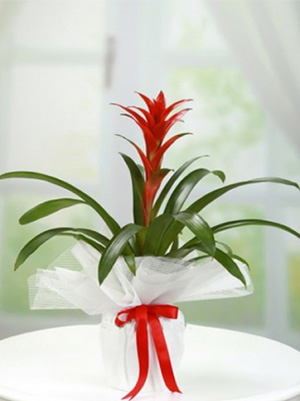 Guzmania