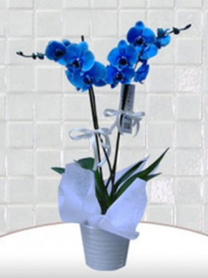 Özel Çift Dallı Mavi Orkide