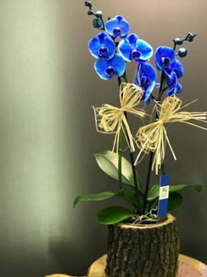 Kütükte Mavi Orkide