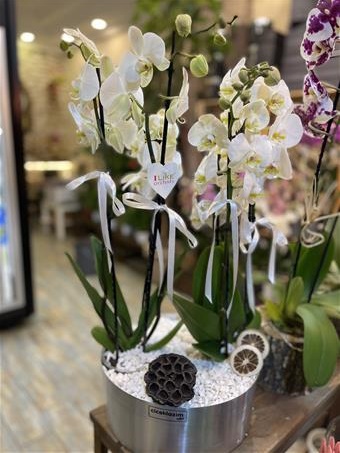 6 Dallı Beyaz Orkide Aranjman