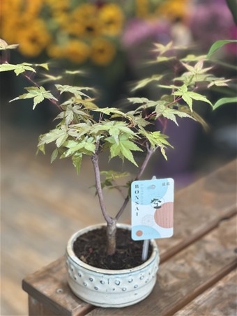 Acer Palmatum Bonsai