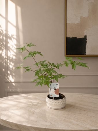 Acer Palmatum Bonsai