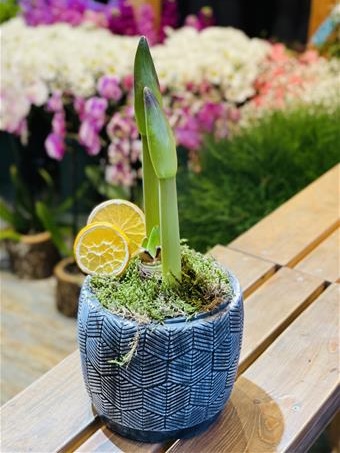 Amaryllis 