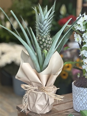 Ananas Bitkisi