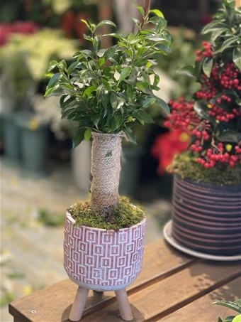 Benjamin Bonsai