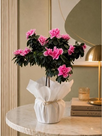 Bonsai Formlu Pembe Açelya