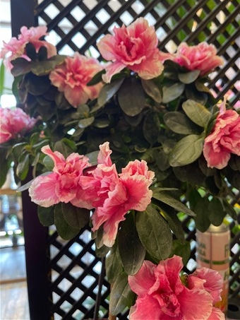Bonsai Formlu Pembe Açelya