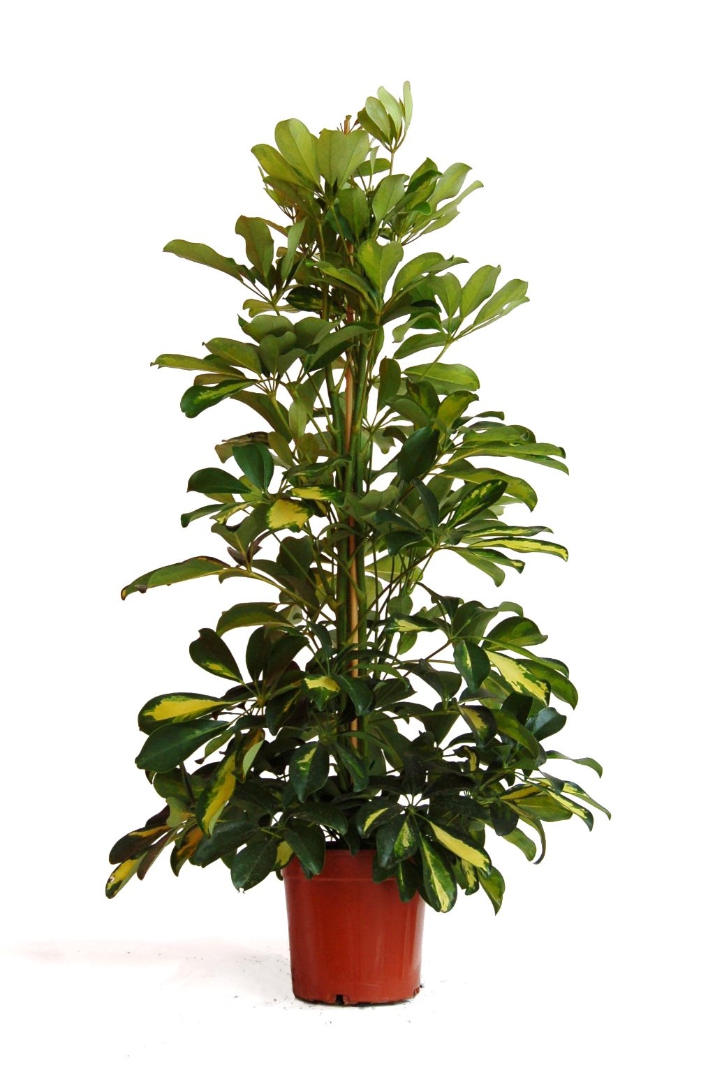 İkili Sefflera