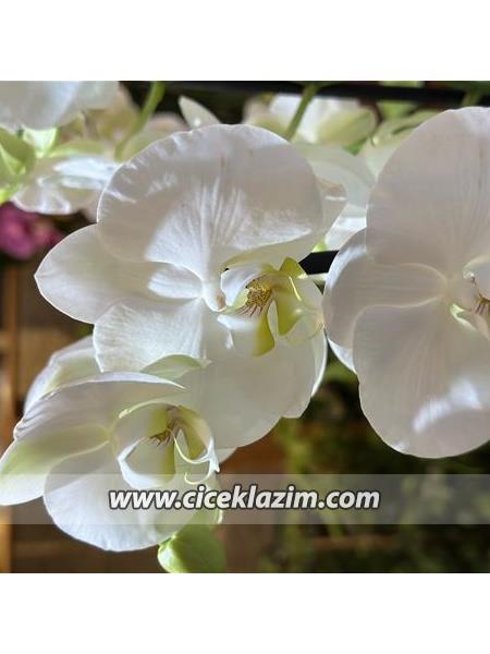 Phalaenopsis Amabilis