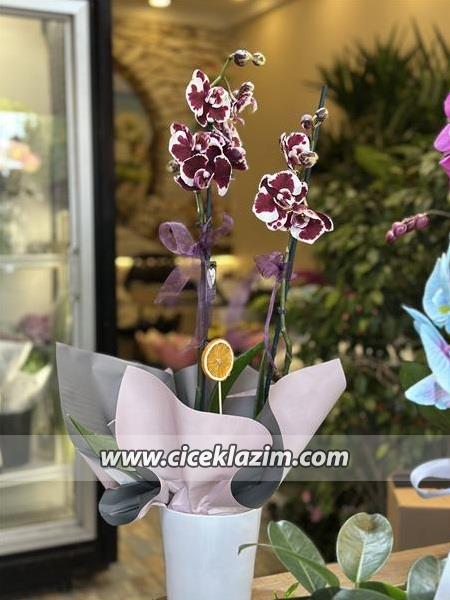 Phalaenopsis Harlequin