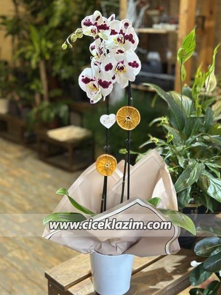 2'li Dalmaçyalı Orkide