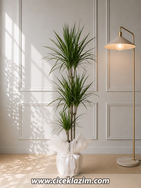 3lü Marginata