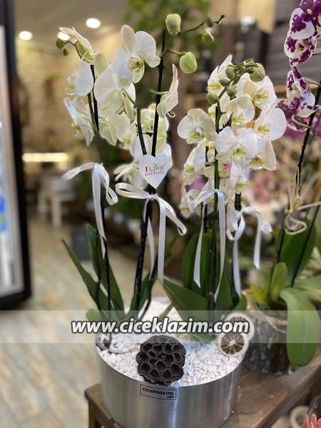 6 Dallı Beyaz Orkide Aranjman