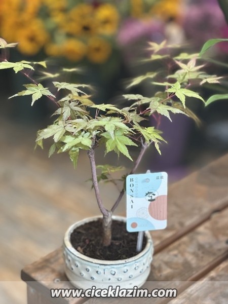 Acer Palmatum Bonsai