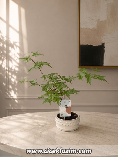Acer Palmatum Bonsai