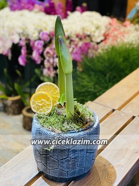 Amaryllis 