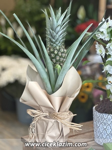 Ananas Bitkisi