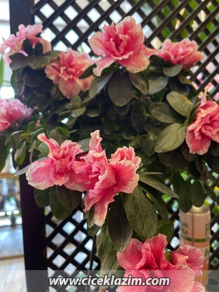 Bonsai Formlu Pembe Açelya