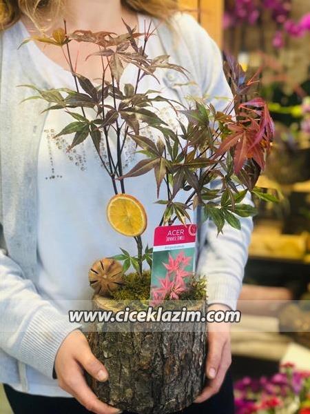 Çınar Ağacı Bonsai