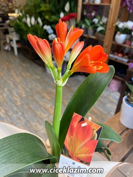 Clivia