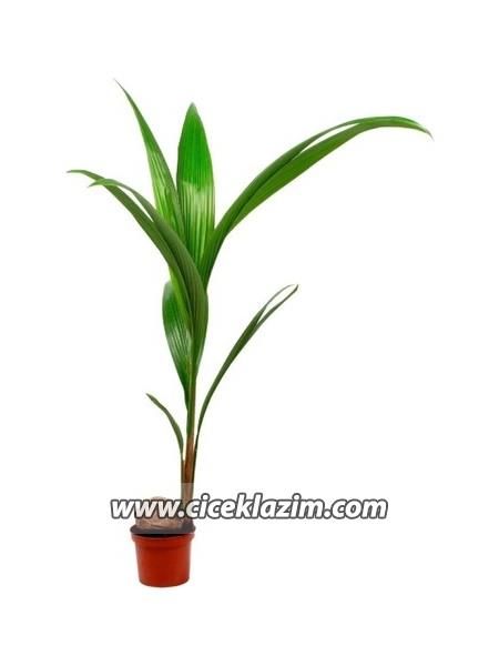 Coconut Palmiyesi