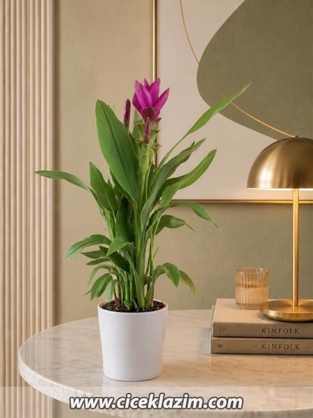 Curcuma