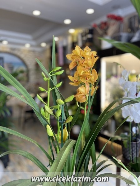 Cymbidium Orkide