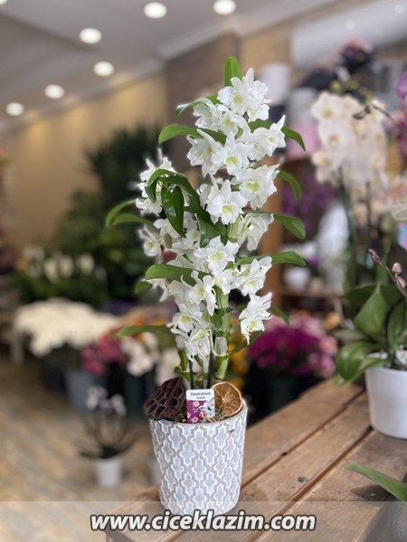 Dendrobium Orkide