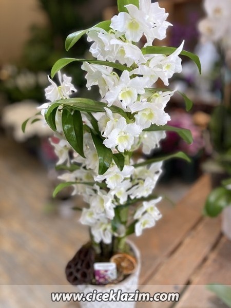 Dendrobium Orkide