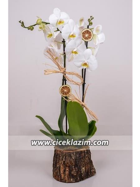 Doğal Kütükte 2'li Orkide Beyaz