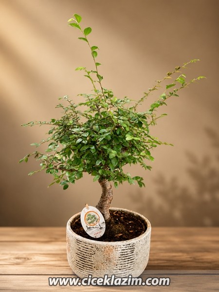 Ficus Microcarpa Bonsai