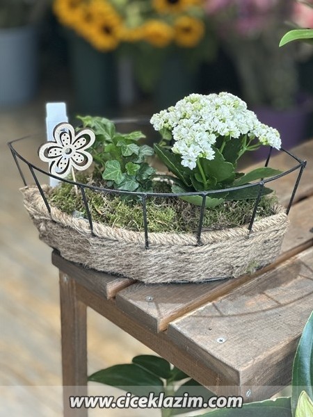 Kalanchoe ve Hedere