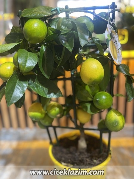 Lisa Minyatür Limon Ağacı
