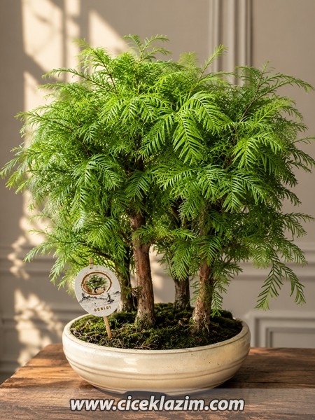 Metasequoia Bonsai
