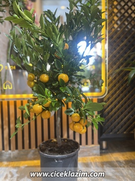 Minyatür Mandalina Ağacı