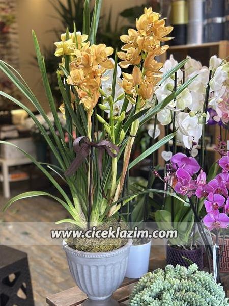Orchidiva Cymbidium Orkide