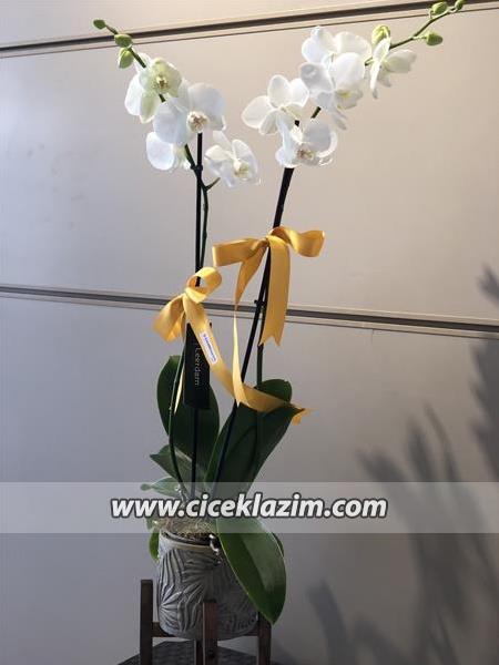 Özel Ayaklı Seramikte Orkide