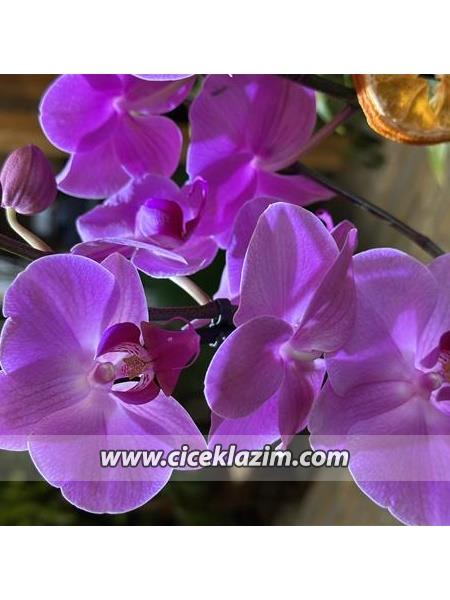 Phalaenopsis Taisuco Anna