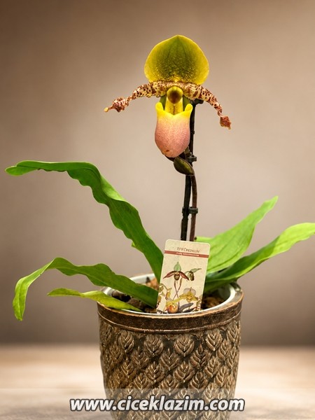 Paphiopedilum (Maymun Orkide)