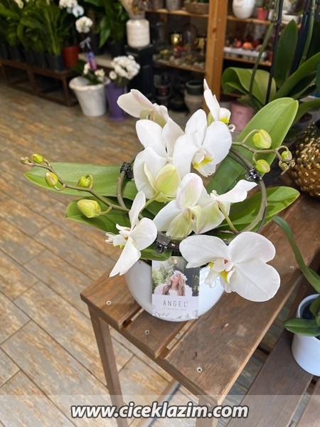 Phalaenopsis Amabilis Angel