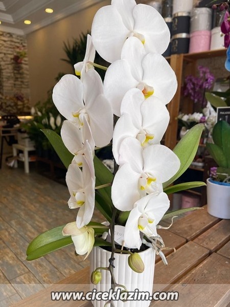 Phalaenopsis Amabilis FormiDablo