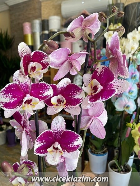 Phalaenopsis Anthura Barcelona