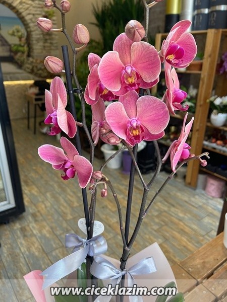 Phalaenopsis Anthura Narbonne 