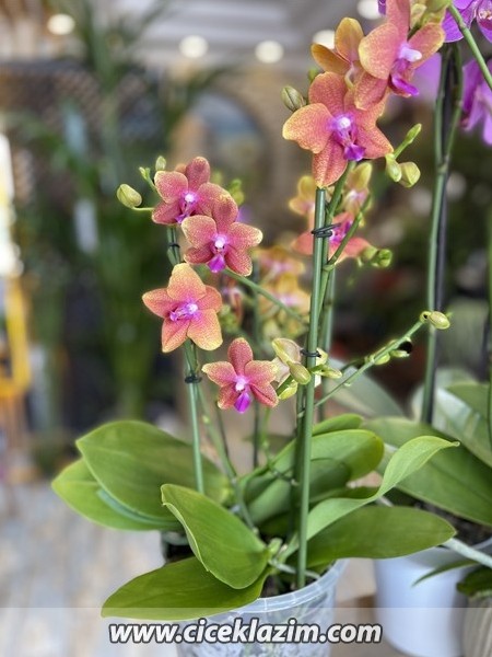 Phalaenopsis Duetto