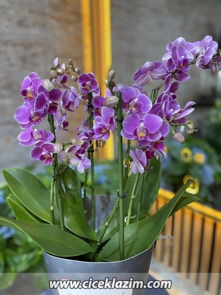 Phalaenopsis Duetto