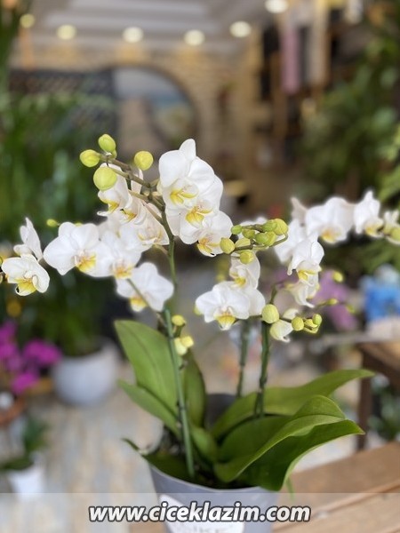 Phalaenopsis Duetto