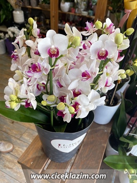 Phalaenopsis Duetto