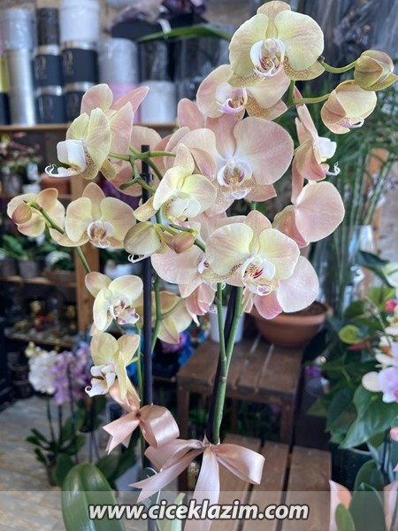 Phalaenopsis Jiuhbao Venus