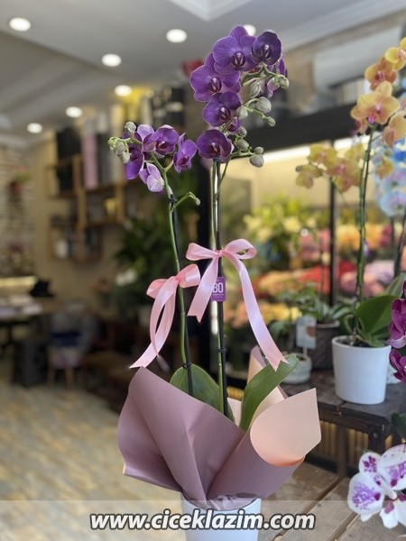 Phalaenopsis Queen Violet