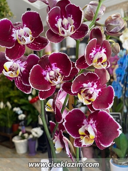 Phalaenopsis Scarlett Whisper